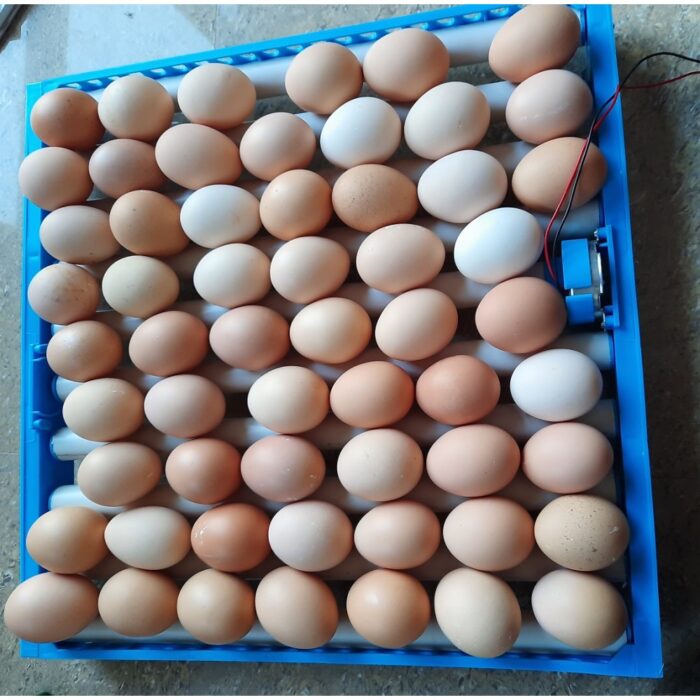 Ndeal Automatic Egg Incubator 64 Eggs Capacity With Egg Turning Tray - Image 5